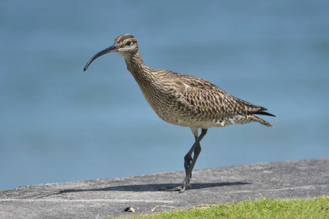 Species Image