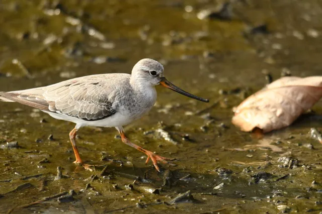Species Image
