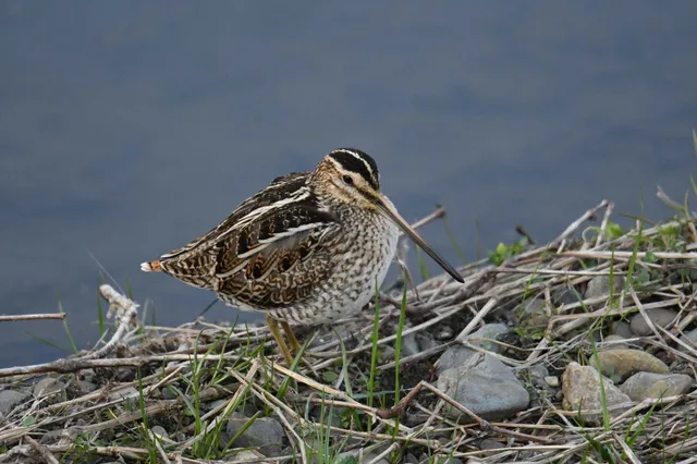 Species Image