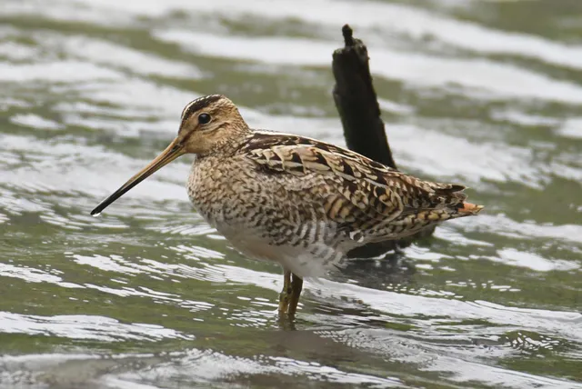 Species Image