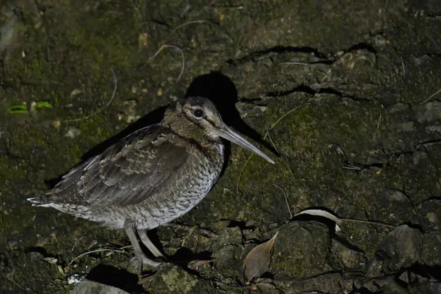 Species Image