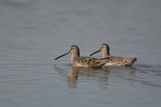 Species Image