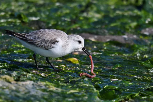 Species Image