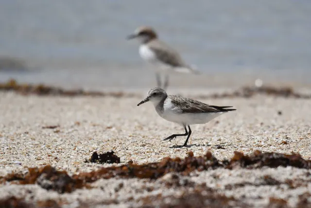 Species Image