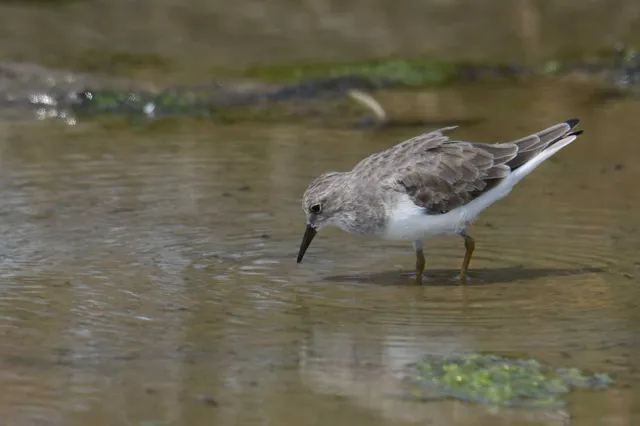 Species Image