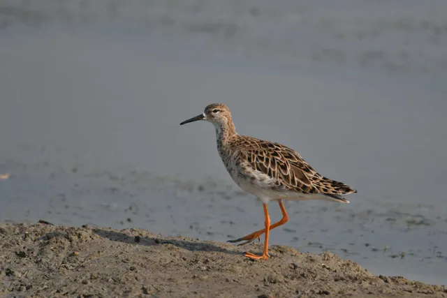 Species Image