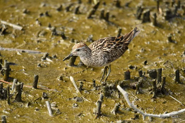 Species Image