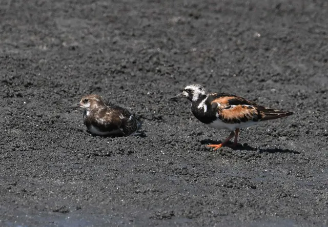Species Image