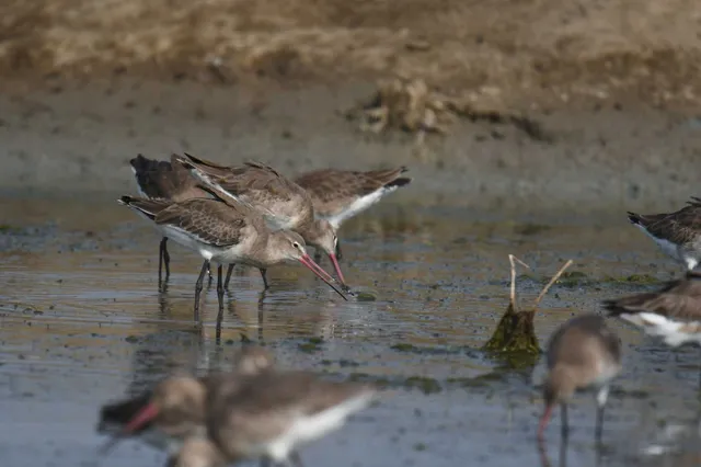 Species Image