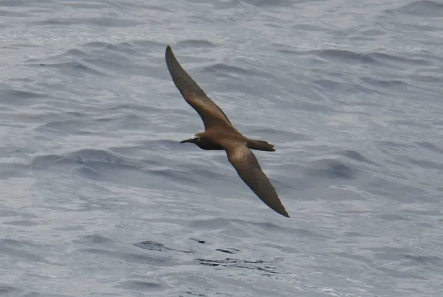 Species Image