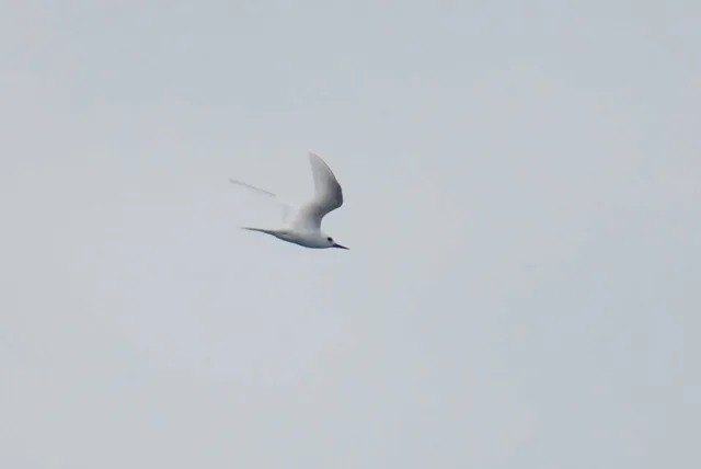 野鳥の写真
