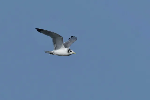 Species Image