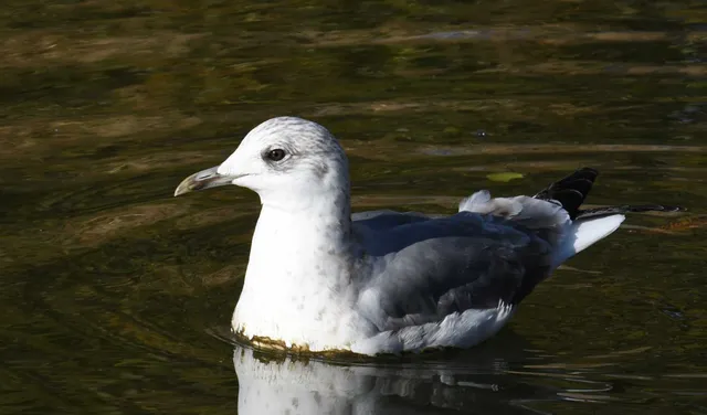 Species Image