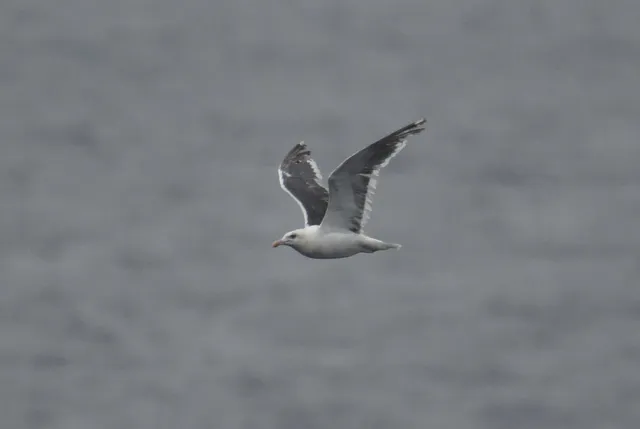 Species Image