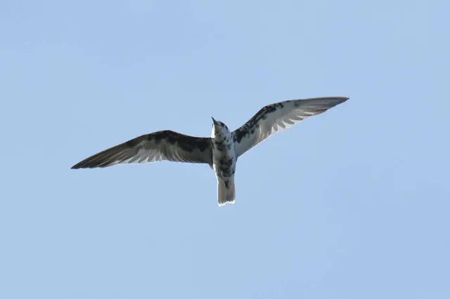 Species Image
