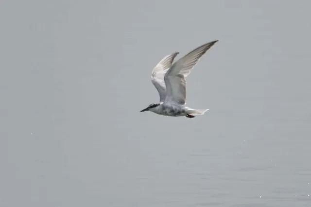 Species Image