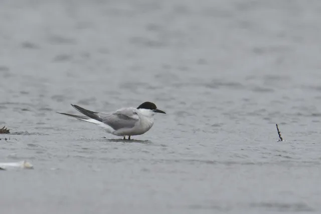 Species Image