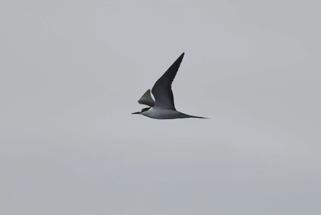 Species Image