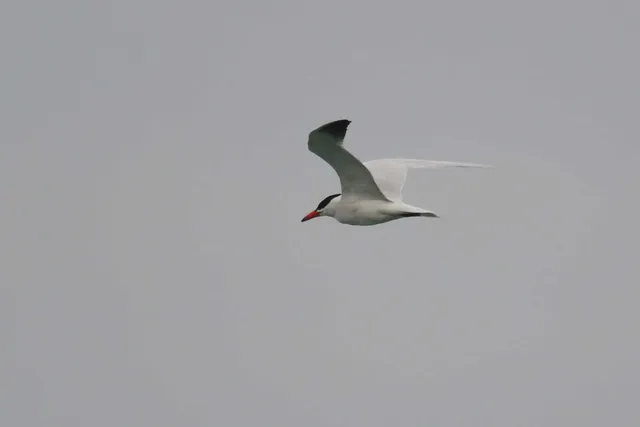Species Image