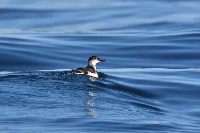 Species Image