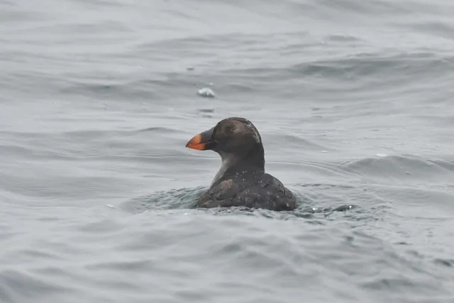 Species Image