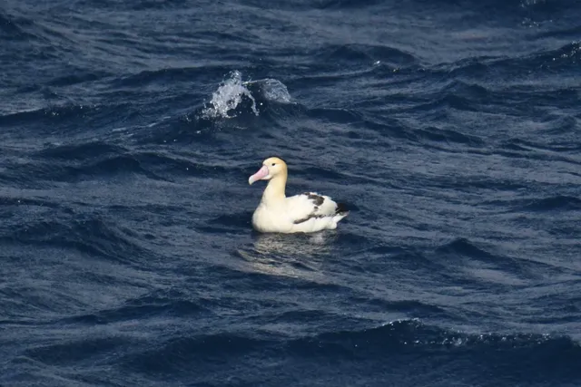 Species Image