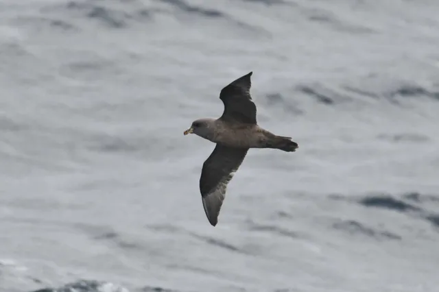 Species Image