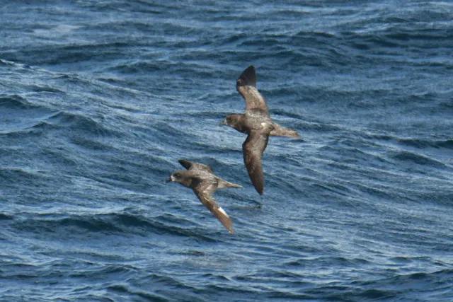Species Image