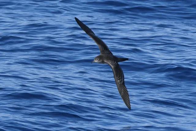Species Image