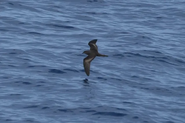 Species Image