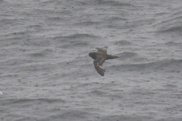 Species Image