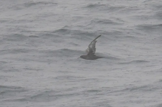 Species Image