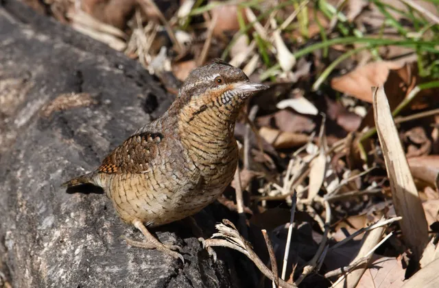 Species Image
