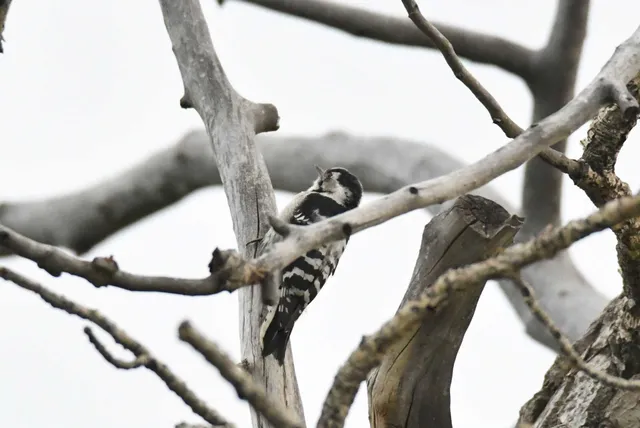 Species Image