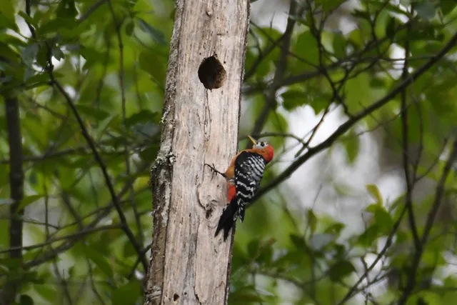 Species Image