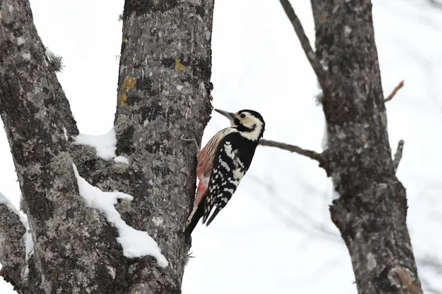 Species Image