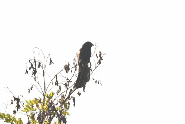 Species Image