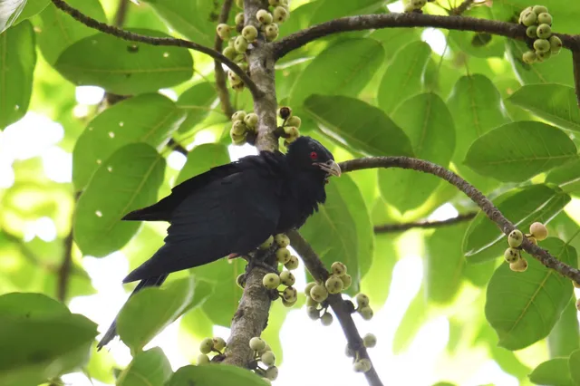 Species Image