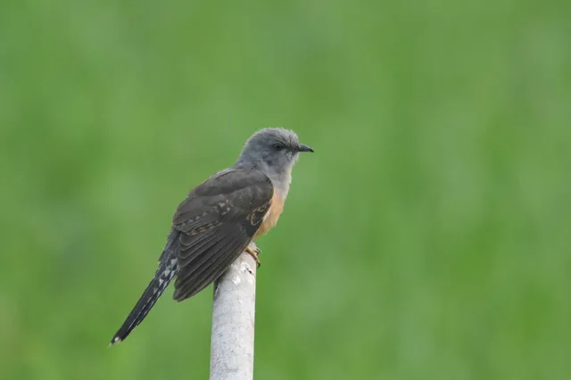 Species Image