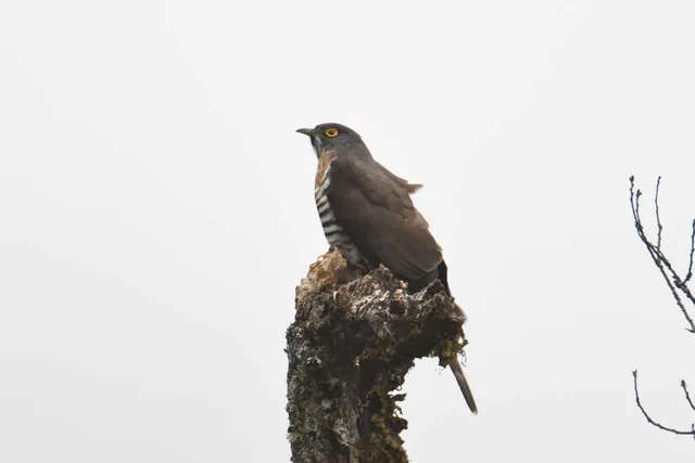 Species Image
