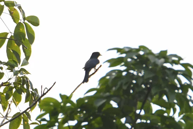 Species Image