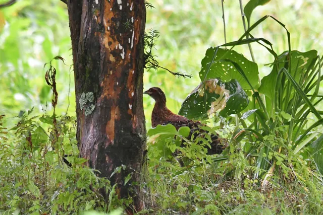 Species Image