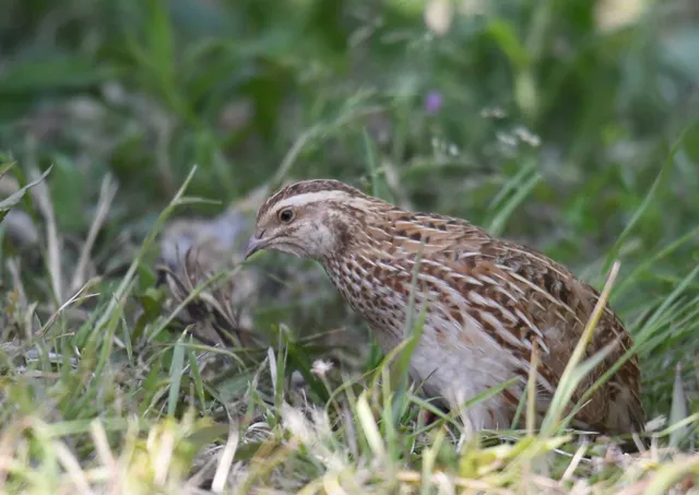 Species Image