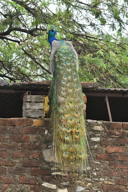 Species Image