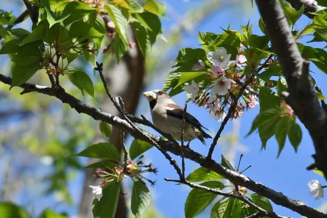 Species Image