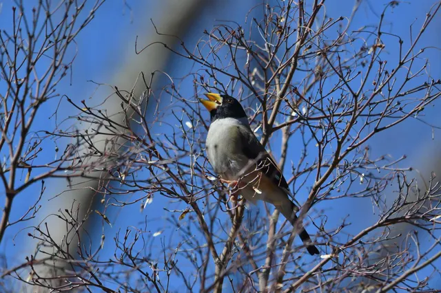 Species Image
