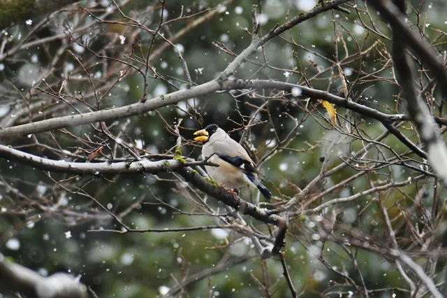 Species Image