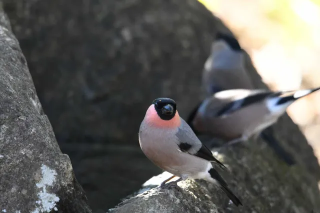 Species Image