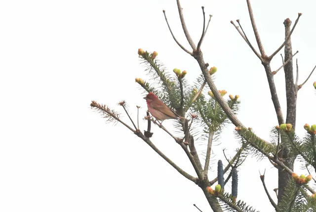 Species Image