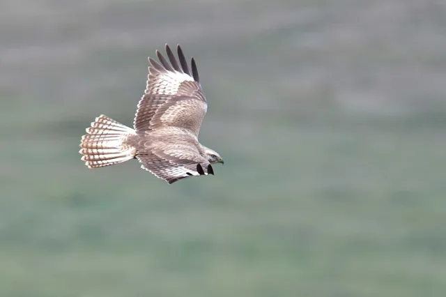 Species Image